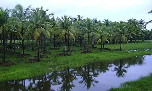 10 വര്‍ഷം കൊണ്ട് 2 കോടി തെങ്ങിന്‍ തൈകള്‍ വെച്ചുപിടിപ്പിക്കും