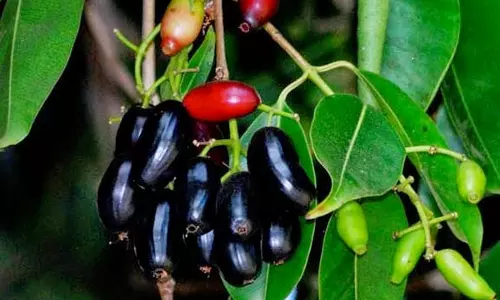 സൗദിയിലെ കൊടും ചൂടില്‍ ഈന്തപ്പഴത്തിനൊപ്പം വിളഞ്ഞു പഴുത്ത് ഞാവല്‍പ്പഴവും  