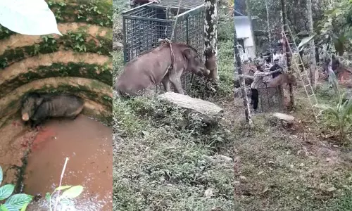 നരയംകുളത്ത് കിണറില്‍ വീണ കാട്ടുപന്നിയെ രക്ഷപ്പെടുത്തി