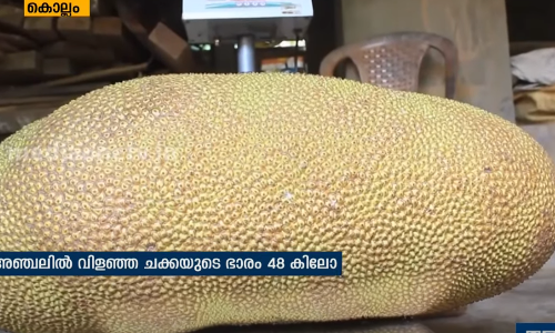 ഭാരം 48 കിലോ; ഗിന്നസ് ബുക്കില്‍ ഇടം നേടാനൊരുങ്ങി അഞ്ചലില്‍ വിളഞ്ഞ‌ ചക്ക