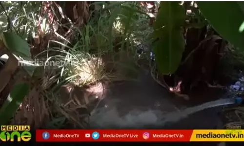 ജിദ്ദയിലെ പച്ചപ്പിന്‍റെ കാഴ്ചകള്‍ 