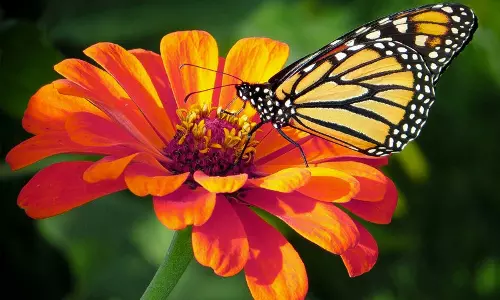 ലോക്ഡൌണിന് മുന്‍പ് വിതച്ച വിത്തുകളാണ്, ഇപ്പോള്‍ അതെല്ലാം പൊട്ടിമുളച്ച് ഒരു പൂന്തോട്ടമായി മാറി