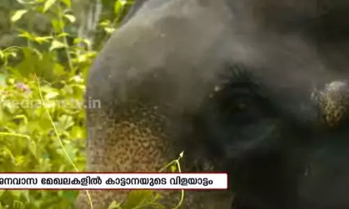 ജനവാസ മേഖലകളിൽ കാട്ടാനകളുടെ വിളയാട്ടം ജനവാസ മേഖലകളിൽ കാട്ടാനകളുടെ വിളയാട്ടം