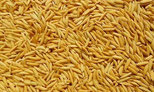 വിത്ത് അതോറിറ്റി ചതിച്ചു; കര്‍ഷകര്‍ ദുരിതത്തില്‍  