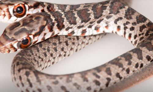 വളര്‍ത്തു പൂച്ച പിടിച്ചത് ഇരട്ടത്തലയുള്ള പാമ്പിനെ; ഞെട്ടിത്തരിച്ച് വീട്ടുകാര്‍, അന്തം വിട്ട് സോഷ്യല്‍ മീഡിയ