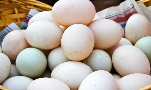 കോഴിമുട്ടയല്ല, ഇനി കുട്ടികള്‍ക്ക് താറാവ് മുട്ട കൊടുക്കൂ; ബുദ്ധിശക്തിക്കും ഓര്‍മക്കും ഉത്തമം 