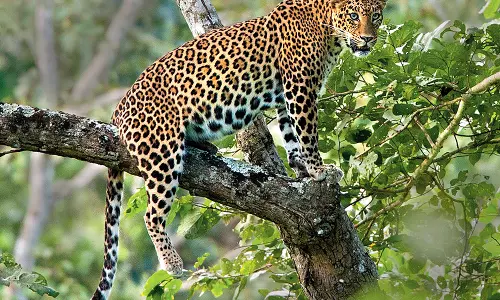 വാളയാറിലെ ജനവാസ മേഖലയിൽ പുലി ഇറങ്ങുന്നത് പതിവാകുന്നു