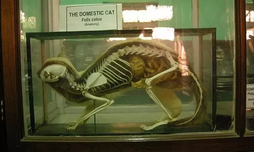 ഇനി മൃഗങ്ങളെ തൊട്ടറിയാം; കഥ പറയുന്ന നാച്ചുറല്‍ ഹിസ്റ്ററി മ്യൂസിയം