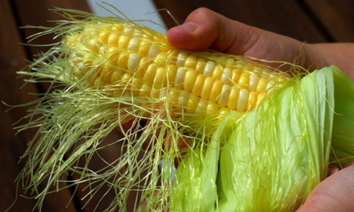 കോണ്‍ സില്‍ക്ക്; ചോളം മാത്രമല്ല, ചോളത്തിന്‍റെ നാരും ഗുണങ്ങളില്‍ മുന്നിലാണ്