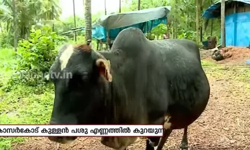 കാസര്‍കോട്ടെ കുള്ളന്‍ പശുവിന് എന്ത് പറ്റി 