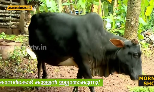 ‘കാസര്‍കോടന്‍ കുള്ളന്‍’ ഇല്ലാതാകുന്നു