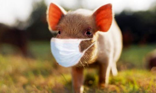 പന്നിപ്പനി പേടി; ഇന്ത്യയില്‍ നിന്നുള്ള പന്നി ഇറക്കുമതി ചൈന നിരോധിച്ചു