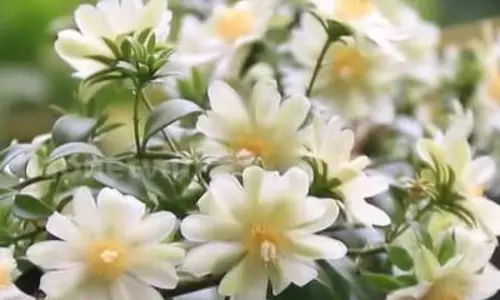 ഇടുക്കിയിലെ വീട്ടുമുറ്റത്ത് മിടുക്കിയായി പൂത്തുനില്‍ക്കുന്ന അമേരിക്കന്‍ ചെടി