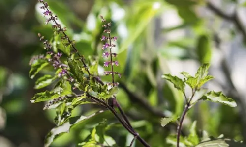 തുളസി ഇലയിലെ പത്ത് ഔഷധഗുണങ്ങള്‍ 