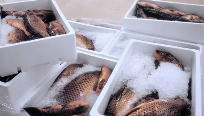 കൊറോണ വൈറസിനെ കണ്ടെത്തി: ഇന്ത്യയില്‍ നിന്നുള്ള  മീന്‍ ഇറക്കുമതി നിര്‍ത്തിവെച്ച് ചൈന