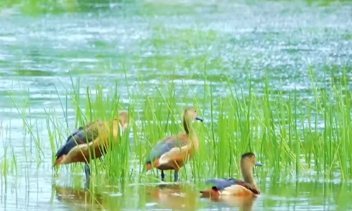 മഴക്കാലം വയലേലകളിൽ പച്ചപ്പ് നിറച്ചതോടെ ചൂളൻ എരണ്ട കൂട്ടം വിരുന്നെത്തി തുടങ്ങി