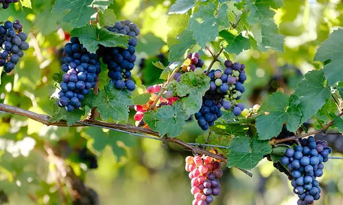 മട്ടുപ്പാവില്‍ ഒരു മുന്തിരിത്തോട്ടം തന്നെയുണ്ടാക്കി വീട്ടമ്മ