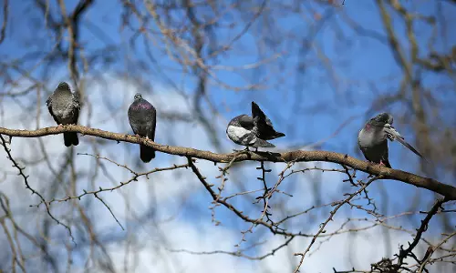 ഇവിടെ മരങ്ങളാണ് ശല്യം, കുറച്ചു പക്ഷികളും; സമരത്തിനിറങ്ങി പന്തളംകാര്‍