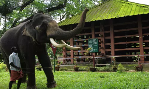 സുഖചികിത്സയും ഉല്ലാസവുമൊക്കെയായി തകർക്കുകയാണ് കോന്നി ആനക്കൂട്ടിലെ അംഗങ്ങള്‍