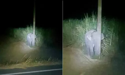 അമ്പട...ആനക്കള്ളാ...; കരിമ്പ് കട്ടു തിന്നുന്നതിനിടെ പിടിയില്‍, വഴിവിളക്കിന് പിന്നിൽ മറഞ്ഞ് ആനക്കുട്ടി; കാണാം വൈറല്‍ ഫോട്ടോകള്‍