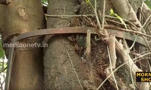 മരങ്ങള്‍ തുളച്ച് ഇരുമ്പ് വേലികള്‍ - നോട്ടം