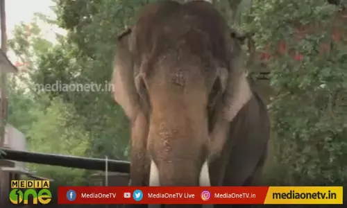 തെച്ചിക്കോട്ട് കാവ് രാമചന്ദ്രന് പങ്കെടുക്കാം 