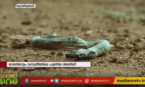 മാത്തോട്ടം വനശ്രീയിലെ ഇരട്ടത്തലയൻ പാമ്പ് 