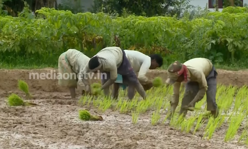 വയനാടന്‍ പാടശേഖരങ്ങളില്‍ മറുനാടന്‍ കാര്‍ഷിക അറിവുകളുമായി ഞാറ് നടാനിറങ്ങി ബംഗാളി കര്‍ഷകത്തൊഴിലാളികള്‍