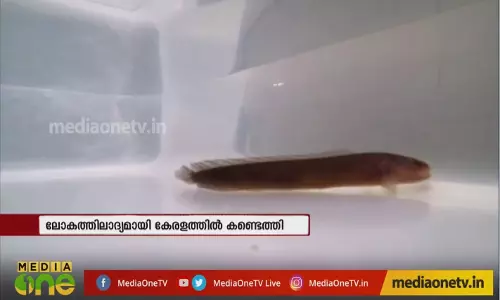 സ്നേക്ക് ഹെഡ് വരാൽ എന്ന ശുദ്ധജല മത്സ്യത്തെ കണ്ടെത്തി 