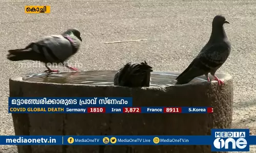 മട്ടാഞ്ചേരി കൊട്ടിയടച്ചാലും പ്രാവുകളെ ഇവർ പട്ടിണിക്കിടില്ല|News Theatre