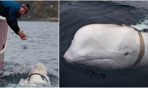 ആ തിമിംഗലം കടലിലെ ചാരനോ?... ആ തിമിംഗലം കടലിലെ ചാരനോ?...