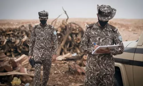 സൗദിയിൽ പരിസ്ഥിതി പോലീസിന്റെ പരിശോധന; വിറകുകൾ കടത്താൻ ശ്രമിച്ച ഇന്ത്യക്കാരടക്കം 69 പേർ അറസ്റ്റിൽ