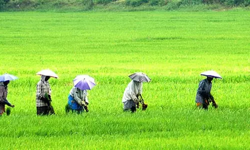 പ്രളയ ദുരിതത്തോട് തോറ്റില്ല; കുട്ടനാട്ടില്‍ റെക്കോര്‍ഡ് വിളവ്