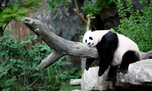 ഖത്തറില് പുതിയ 18 പൊതു പാര്ക്കുകള് കൂടി നിര്മ്മിക്കുന്നു ഖത്തറില് പുതിയ 18 പൊതു പാര്ക്കുകള് കൂടി നിര്മ്മിക്കുന്നു