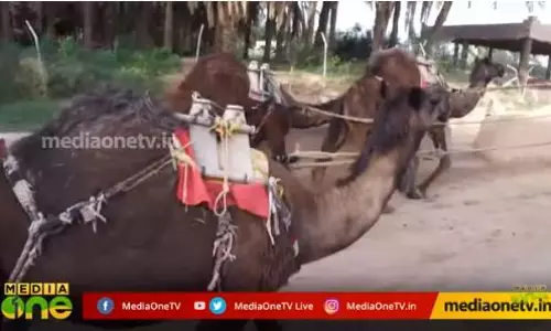 ജലസേചനത്തിന് ഇപ്പോഴും ഒട്ടകങ്ങളെ ഉപയോഗിക്കുന്ന ഒരറബിയെ പരിചയപ്പെടാം 