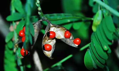 ഓര്‍ഗാനിക് ആണെന്ന് കരുതി ഈ സസ്യങ്ങളെ വിശ്വസിക്കല്ലേ..എട്ടിന്റെ പണി തരും