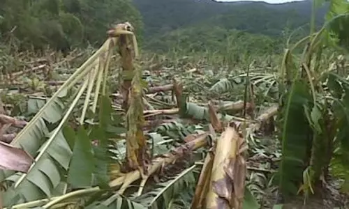 കൃഷിനാശം; കർഷകർക്ക് പത്തു കോടി രൂപ അനുവദിച്ചു