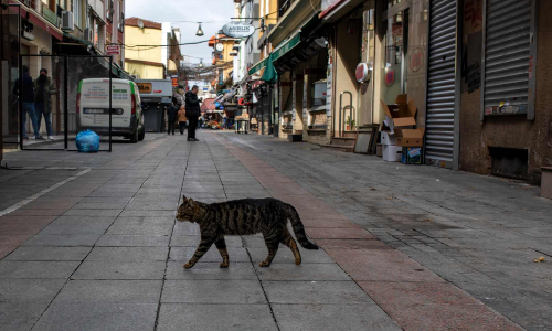 പ്രിയപ്പെട്ട തെരുവ് പൂച്ചകളെ മറക്കാതെ തുര്‍ക്കി; ഭക്ഷണം ഉറപ്പാക്കുമെന്ന് ഭരണകൂടം
