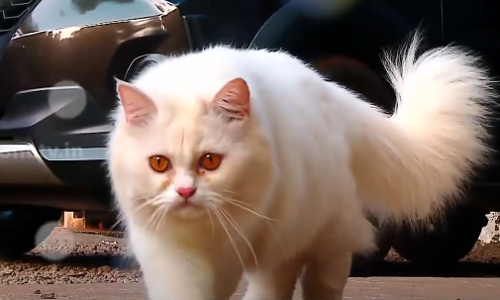 പൂച്ച വിശേഷങ്ങളുമായി ഒരു യു ട്യൂബ് ചാനൽ