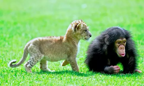 ഒരു പതിറ്റാണ്ടിനുള്ളില്‍ പത്ത് ലക്ഷത്തിലധികം ജീവികള്‍ക്ക് വംശനാശം സംഭവിക്കുമെന്ന് യു.എന്‍