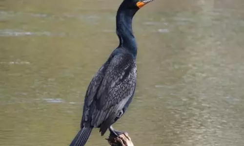 അക്ഷരനഗരിയില്‍ പറന്നുയര്‍ന്ന് ജലപക്ഷികള്‍