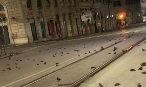 പക്ഷികളുടെ കൂട്ടക്കൊലയില്‍ കലാശിച്ച പുതുവത്സരാഘോഷം