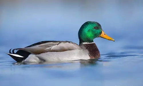 തട്ടേക്കാടുള്ള കാട്ടുതാറാവുകളെ കാണണമെങ്കില്‍ ഇനി ഭൂതത്താന്‍കെട്ടില്‍ ചെല്ലണം