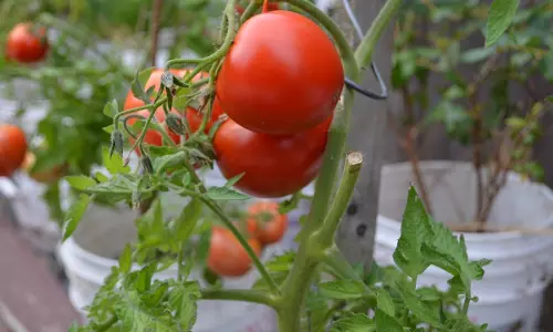 കാര്‍ഷിക സംസ്കൃതിയെ വീണ്ടെടുക്കാന്‍ കുടുംബശ്രീയുടെ കാര്‍ഷിക ഗ്രാമം