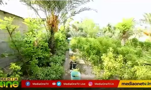 മരുഭൂമിയില്‍ വര്‍ഗീസിന്‍റെ ഹരിതവിപ്ലവം 