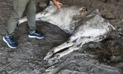 പശുവിന്‍റെ വയറ്റില്‍ നിന്ന് കിട്ടിയത് 71 കിലോ മാലിന്യം