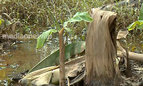 മഴ കനത്തൊന്ന് പെയ്താല്‍‌ കുന്ദമംഗലം അമരക്കാട് പ്രദേശം വെള്ളത്തിലാകും