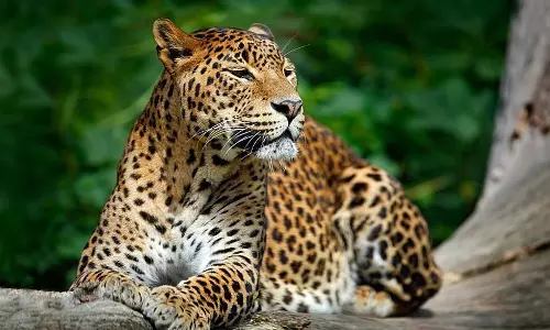 കാട്ടാനയും പുലിയും; പൊറുതിമുട്ടി കല്ലടിക്കോട് മലയോരമേഖലയിലെ ജനങ്ങള്‍