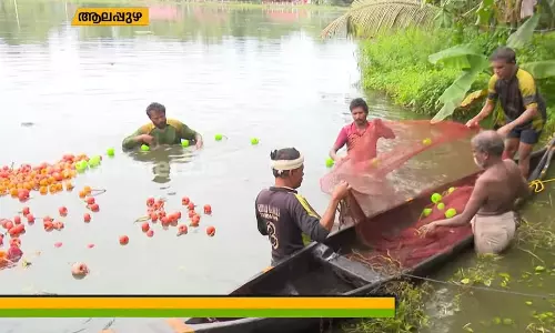കുട്ടനാട്ടിൽ മത്സ്യകൃഷി വിളവെടുപ്പ് കാലം