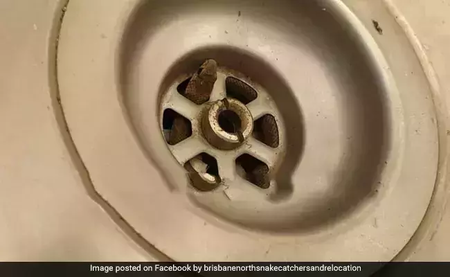 കിച്ചന്‍ സിങ്കിനുള്ളില്‍ മാരകവിഷമുള്ള പാമ്പ്; തലനാരിഴക്ക് രക്ഷപ്പെട്ട് വീട്ടുടമ(വീഡിയോ കാണാം)